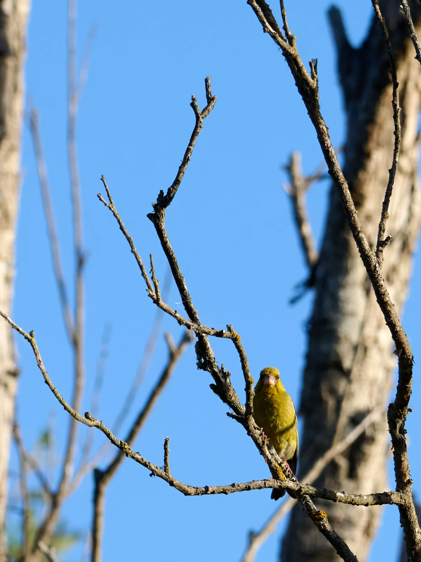 Wildlife