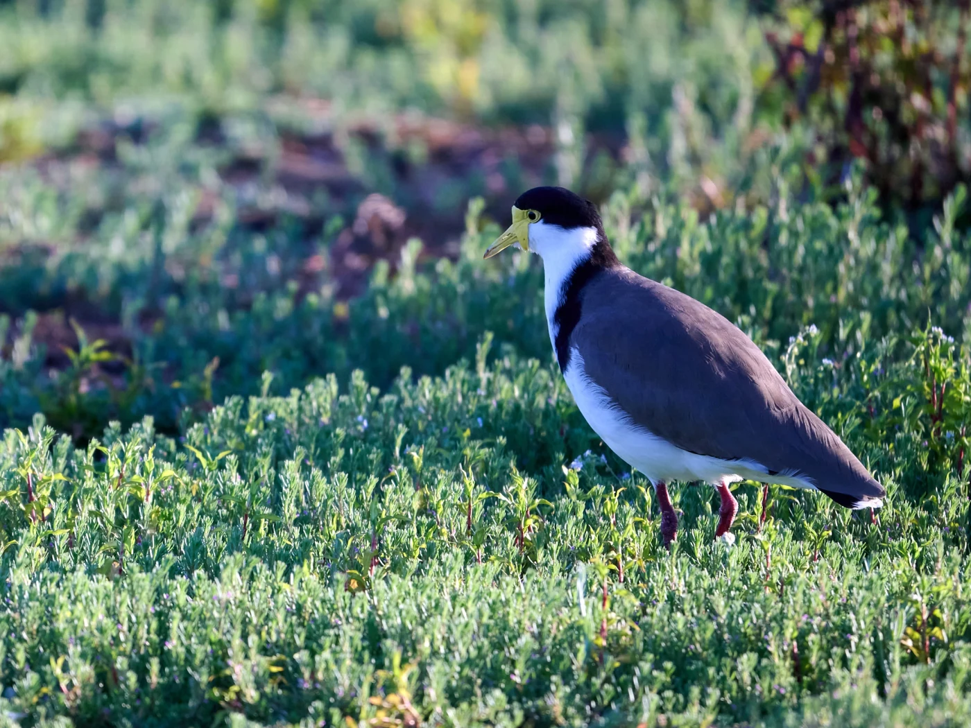 Wildlife