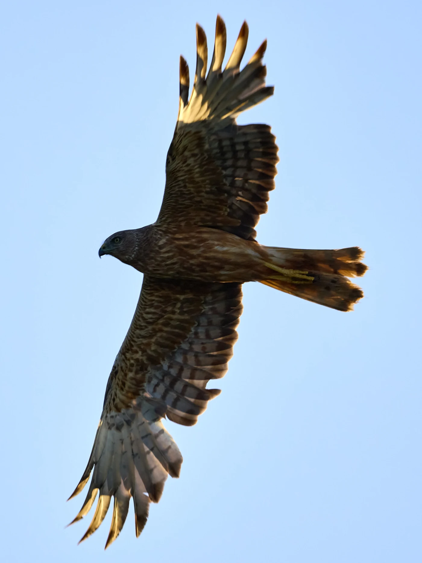 Wildlife