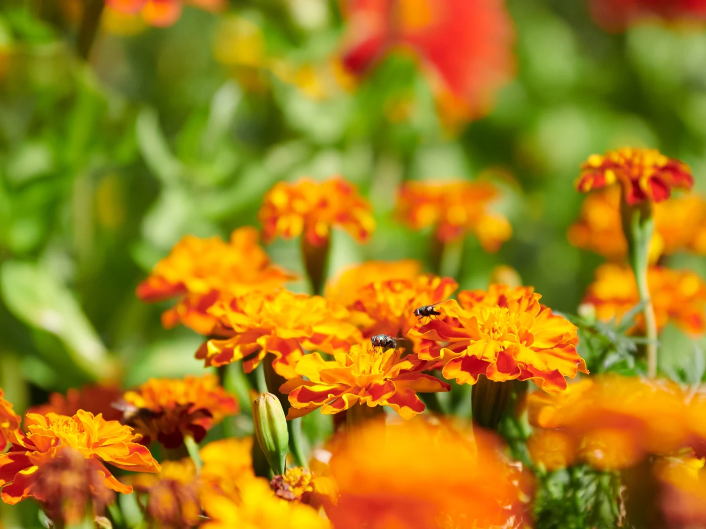 Macro