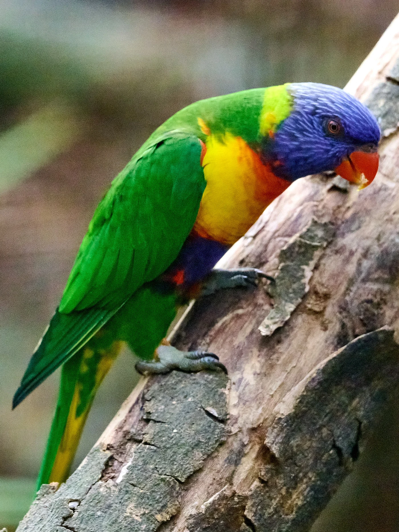 Wildlife